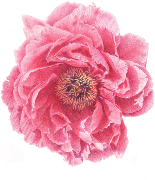 Peony