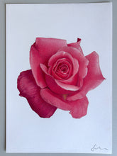 Load image into Gallery viewer, English Rose - Original Hand Drawing