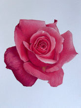 Load image into Gallery viewer, English Rose - Original Hand Drawing