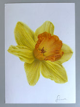 Load image into Gallery viewer, Daffodil - Original Hand Drawing