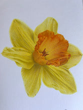 Load image into Gallery viewer, Daffodil - Original Hand Drawing