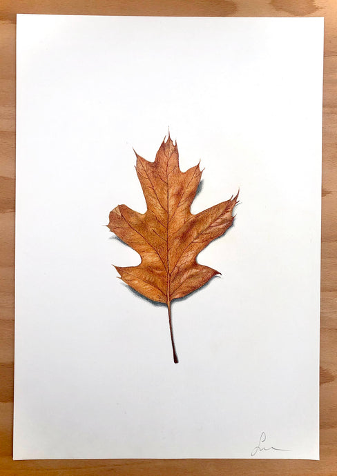 Leaf 01 - Original Hand Drawing